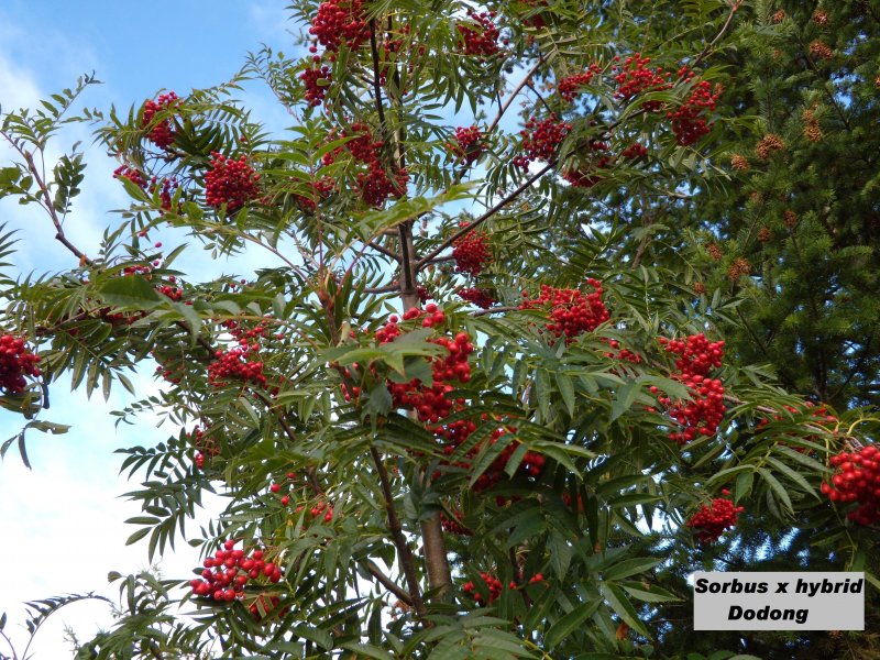 Sorbus Intermedia
