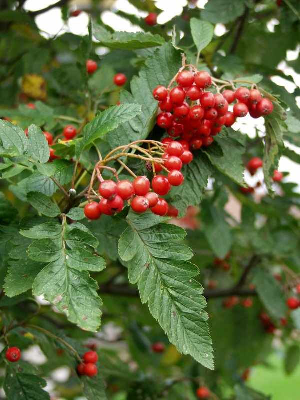 Рябина промежуточная Sorbus Intermedia