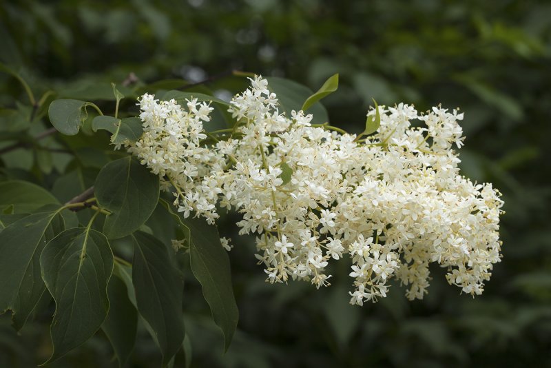 Сирень Амурская Syringa amurensis