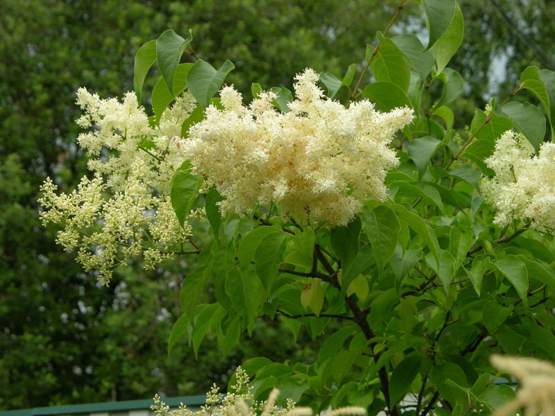 Сирень Амурская и обыкновенная