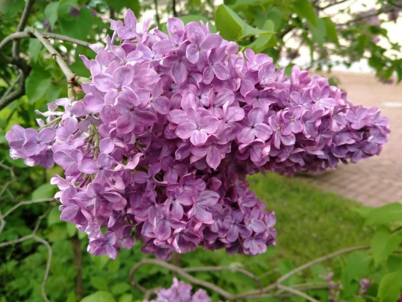 Сирень Амурская белая