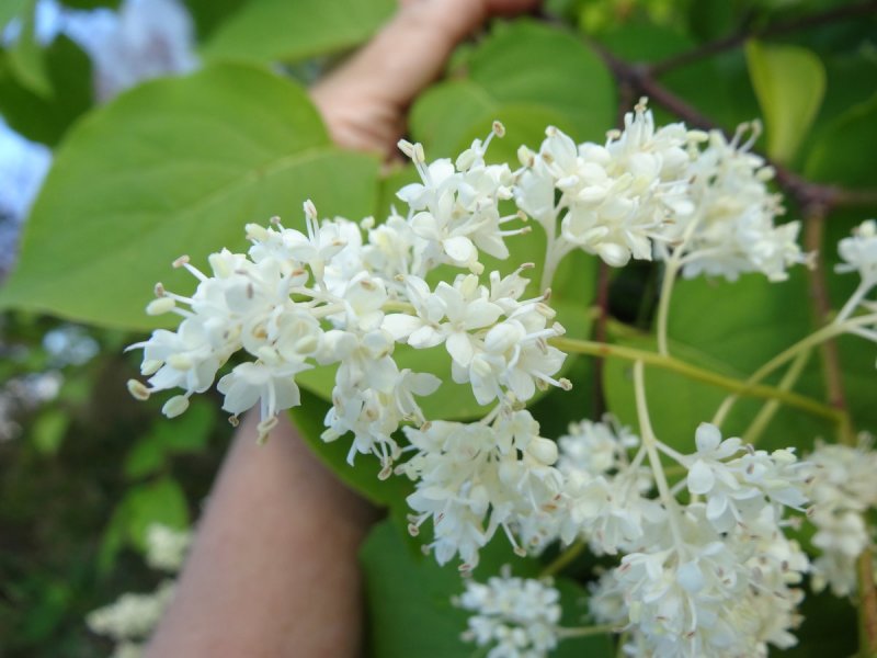 Сирень Амурская Трескун