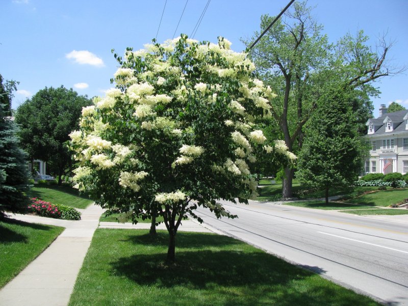 Сирень пекинская Syringa Pekinensis