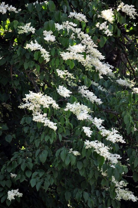 Syringa reticulata (сирень, ligustrina, Трескун)