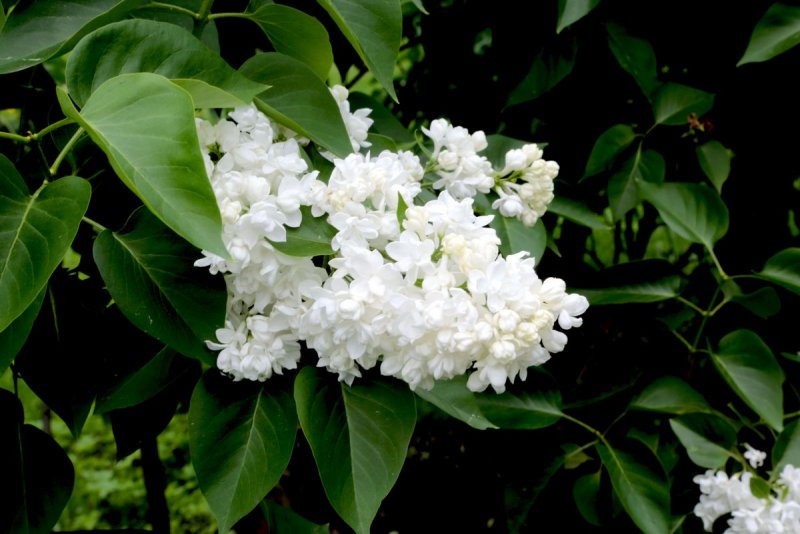 Амурская сирень медонос