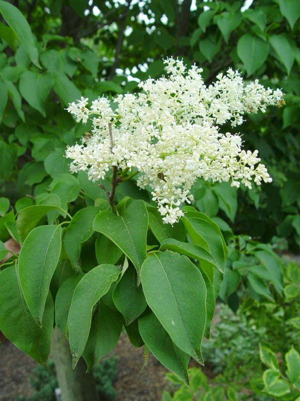 Сирень Амурская ligustrina amurensis Rupr