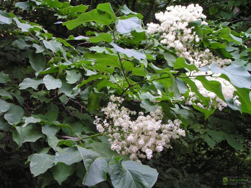 Сирень Амурская Syringa amurensis