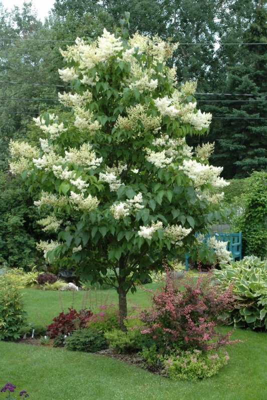 Syringa reticulata