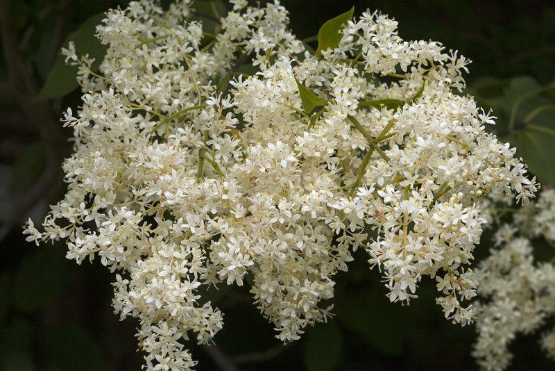 Сирень Амурская куст