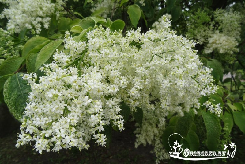 Сирень пекинская Syringa Pekinensis