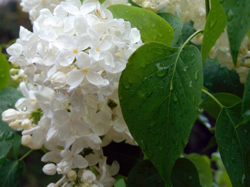 Сирень Амурская белая 30см