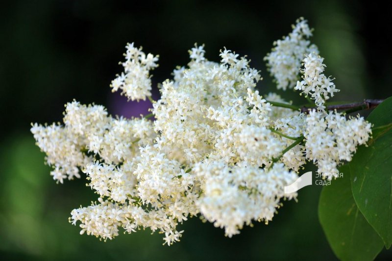 Сирень Амурская, Ivory Silk