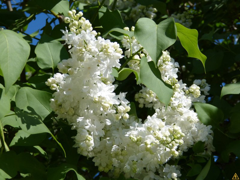 Сирень Бель де Нэнси