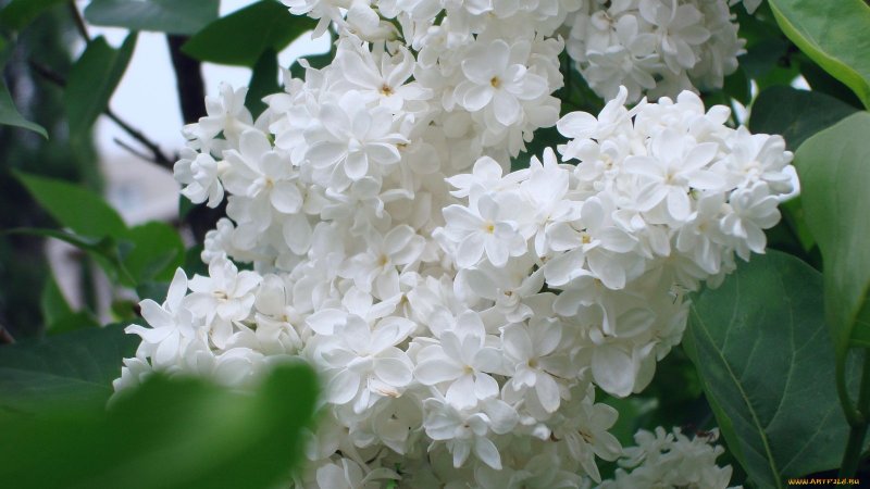 Сирень белая кустарник