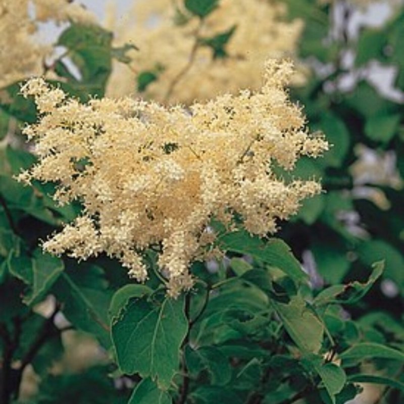 Сирень Амурская куст