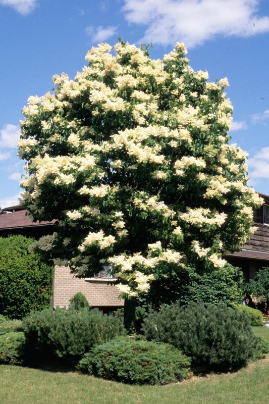 Сирень Амурская Syringa amurensis