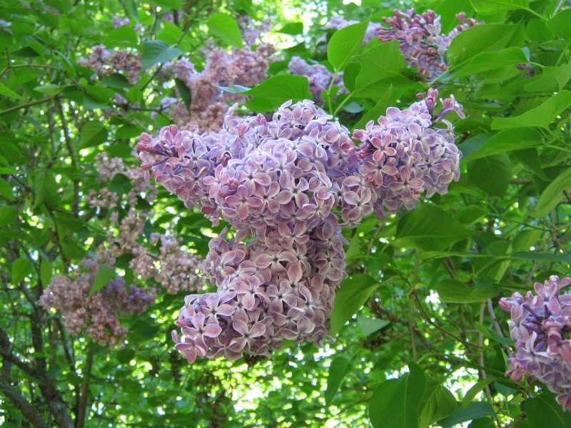 Сирень Амурская Syringa amurensis