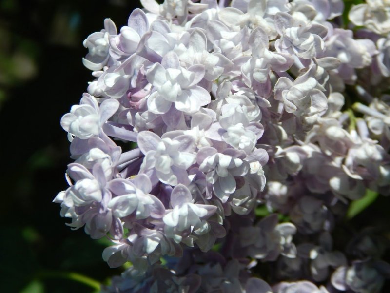 Сирень обыкновенная Primrose