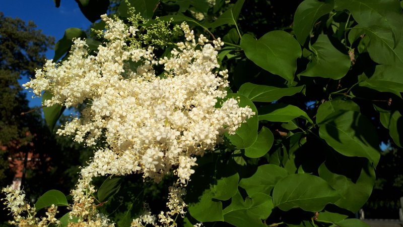 Сирень Дальневосточная