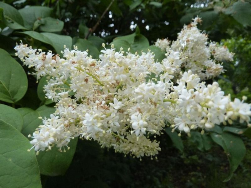 Сирень сетчатая Амурская