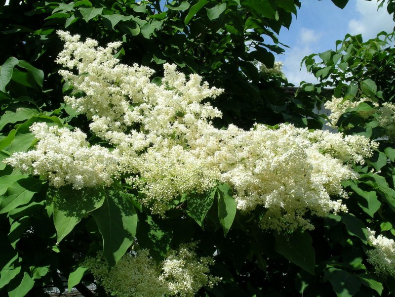 Сирень Амурская цветение