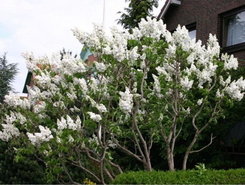 Сирень пекинская Syringa Pekinensis