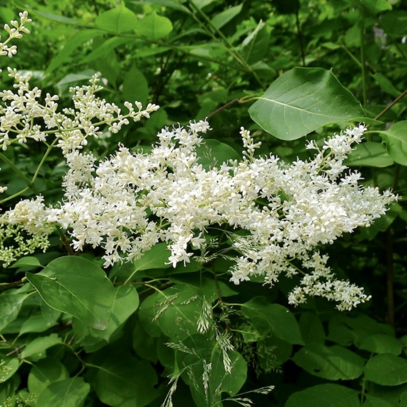 Сирень Амурская, Ivory Silk