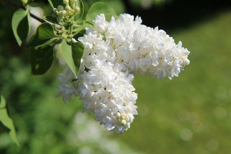 Сирень Алиса Хардинг