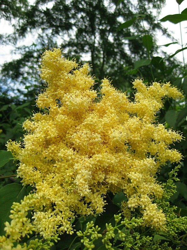 Семена сирени Амурской