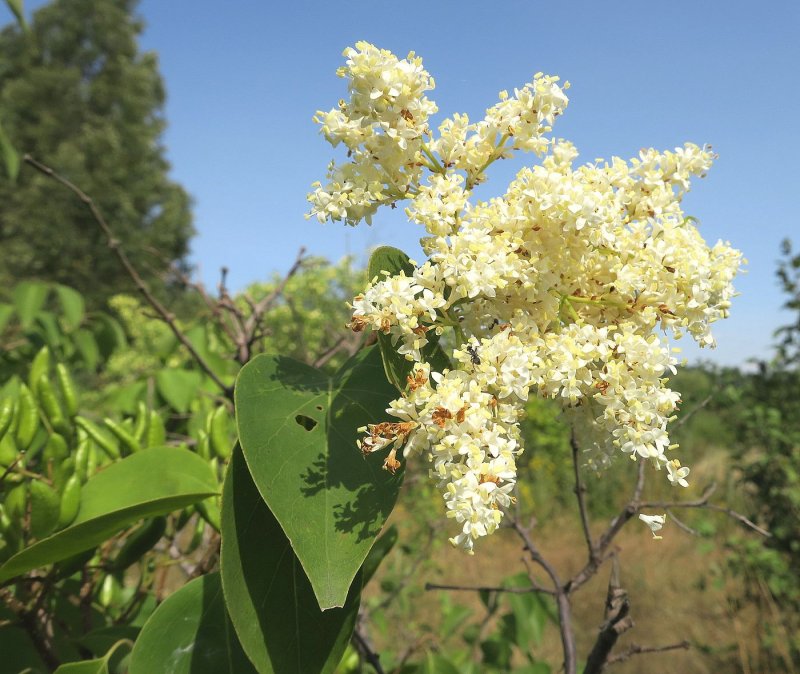 Приморская сирень