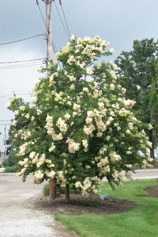 Syringa amurensis drawing