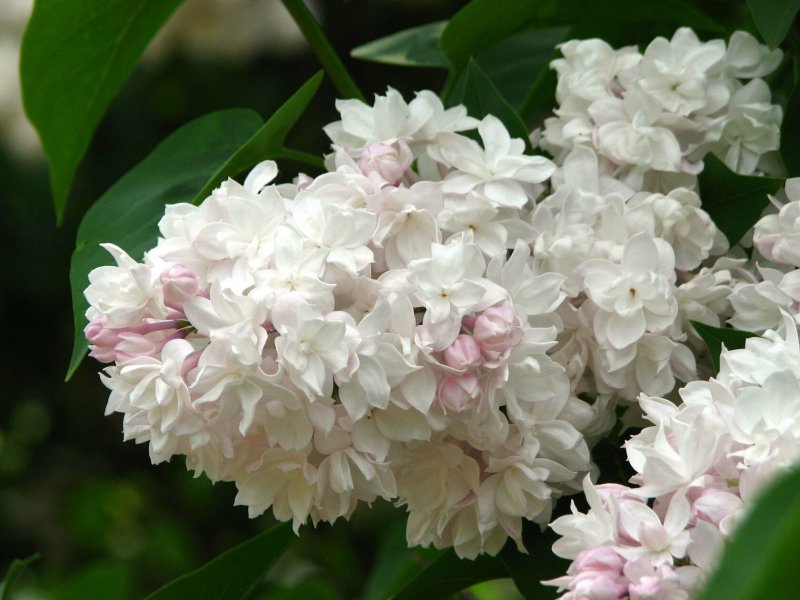 Сирень Амурская Syringa amurensis