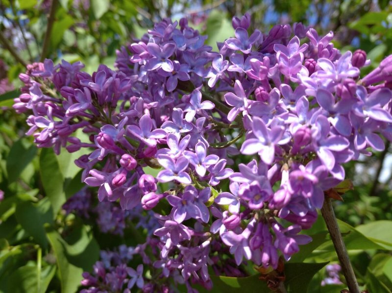 Сирень сетчатая Амурская