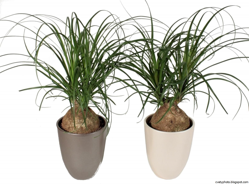 Бокарнея отогнутая Beaucarnea recurvata