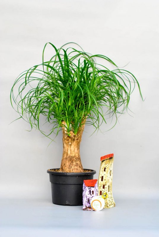 Нолина длиннолистная (Nolina longifolia)