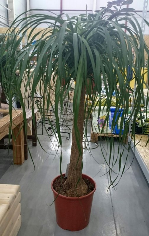 Beaucarnea Corsa