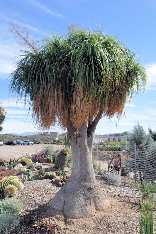 Nolina recurvata