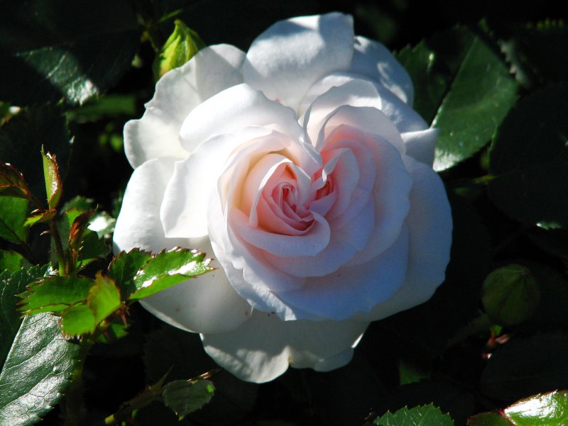 Роза флорибунда Aspirin Rose (аспирин Роуз)