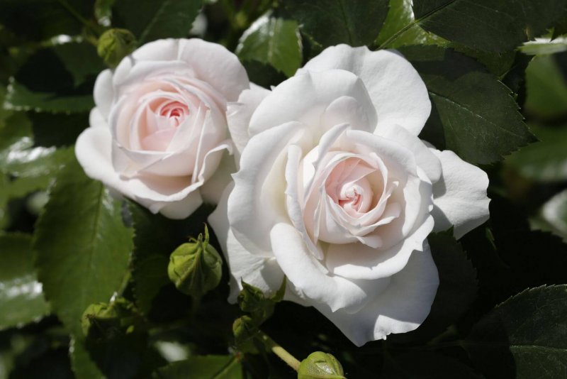 Роза аспирин Роуз (Aspirin Rose)