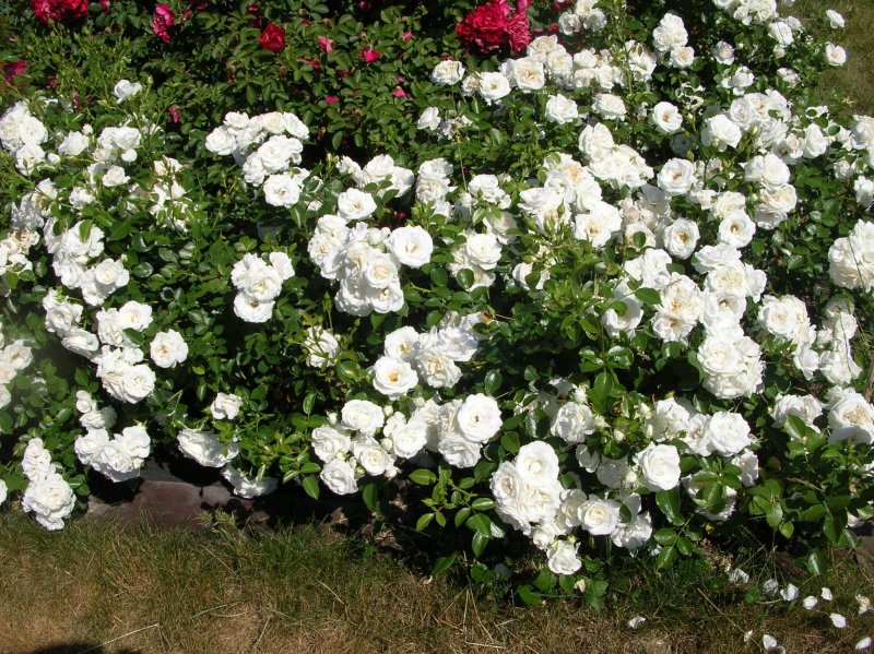 Роза флорибунда Aspirin Rose (аспирин Роуз)