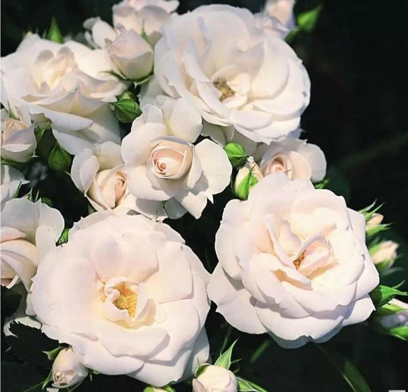 Aspirin-Rose роза на штамбе