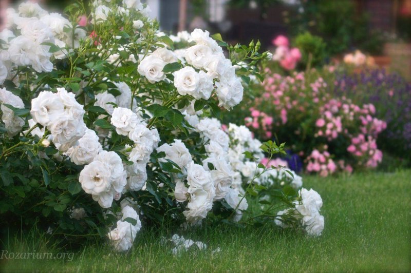 Aspirin Rose