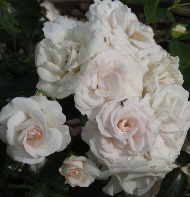 Роза Aspirin-Rose