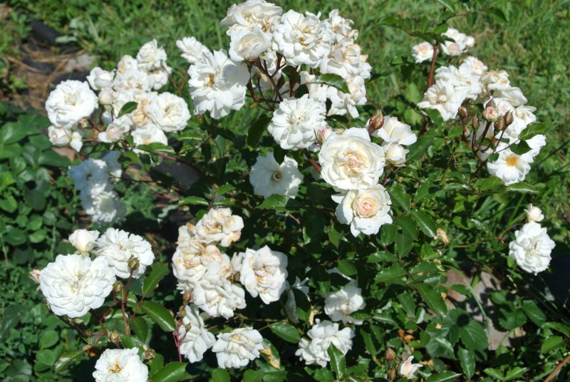 Rosa (роза) Bad Birnbach
