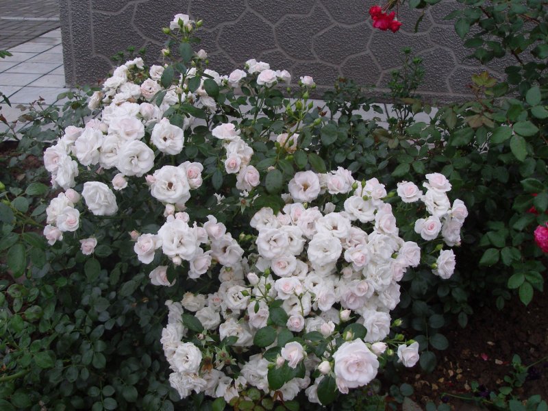 Роза аспирин Роуз (Aspirin Rose)