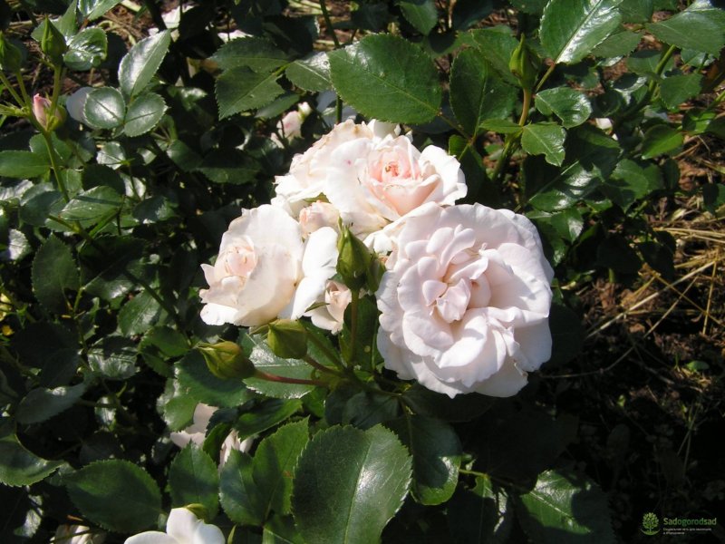 Aspirin Rose роза штамбовая