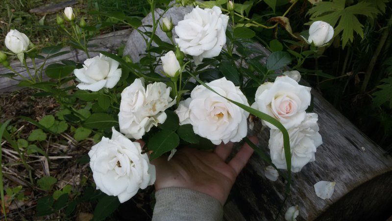 Роза флорибунда Aspirin Rose (аспирин Роуз)