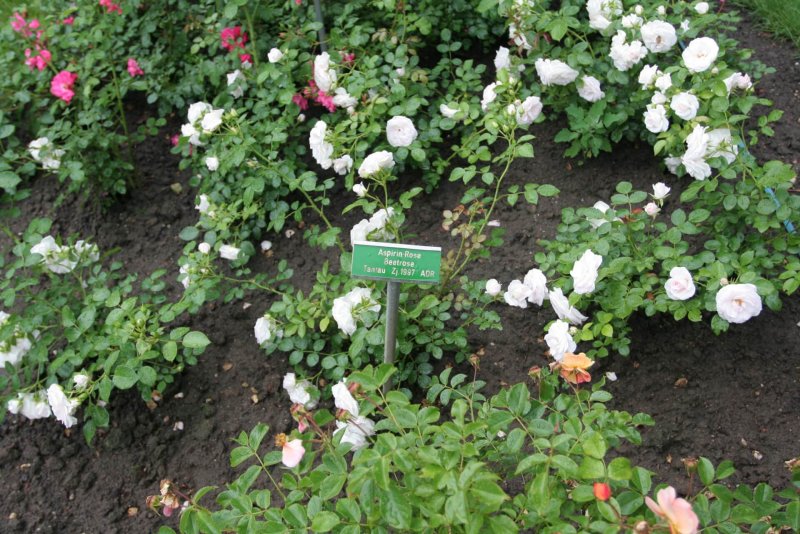 Rosa Aspirin Rose (TANIRISPA)