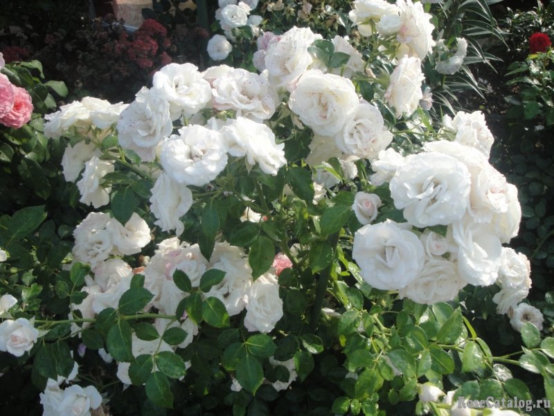 Роза флорибунда Aspirin Rose