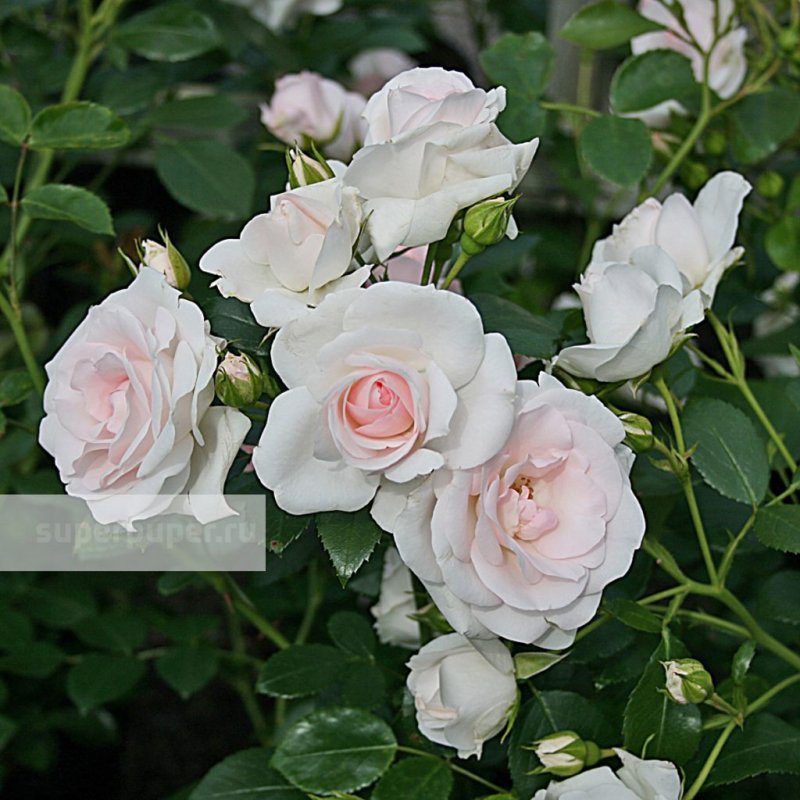 Роза аспирин Роуз (Aspirin Rose)